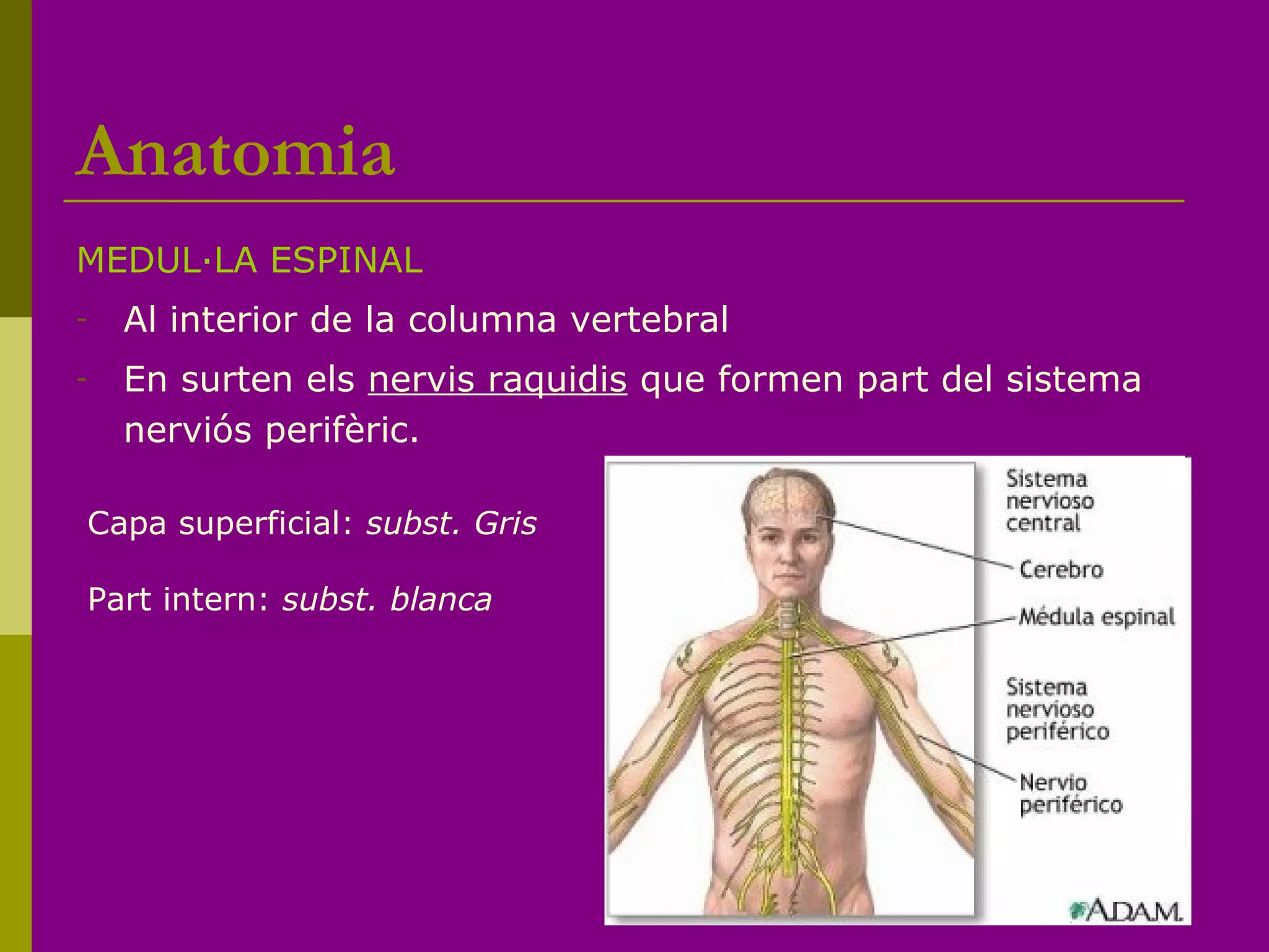 Anatomia
MEDUL·LA ESPINAL
- Al interior de la columna vertebral
- En surten els nervis raquidis que formen part del sistema
nerviós perifèric.
Capa superficial: subst. Gris
Part intern: subst. blanca
 