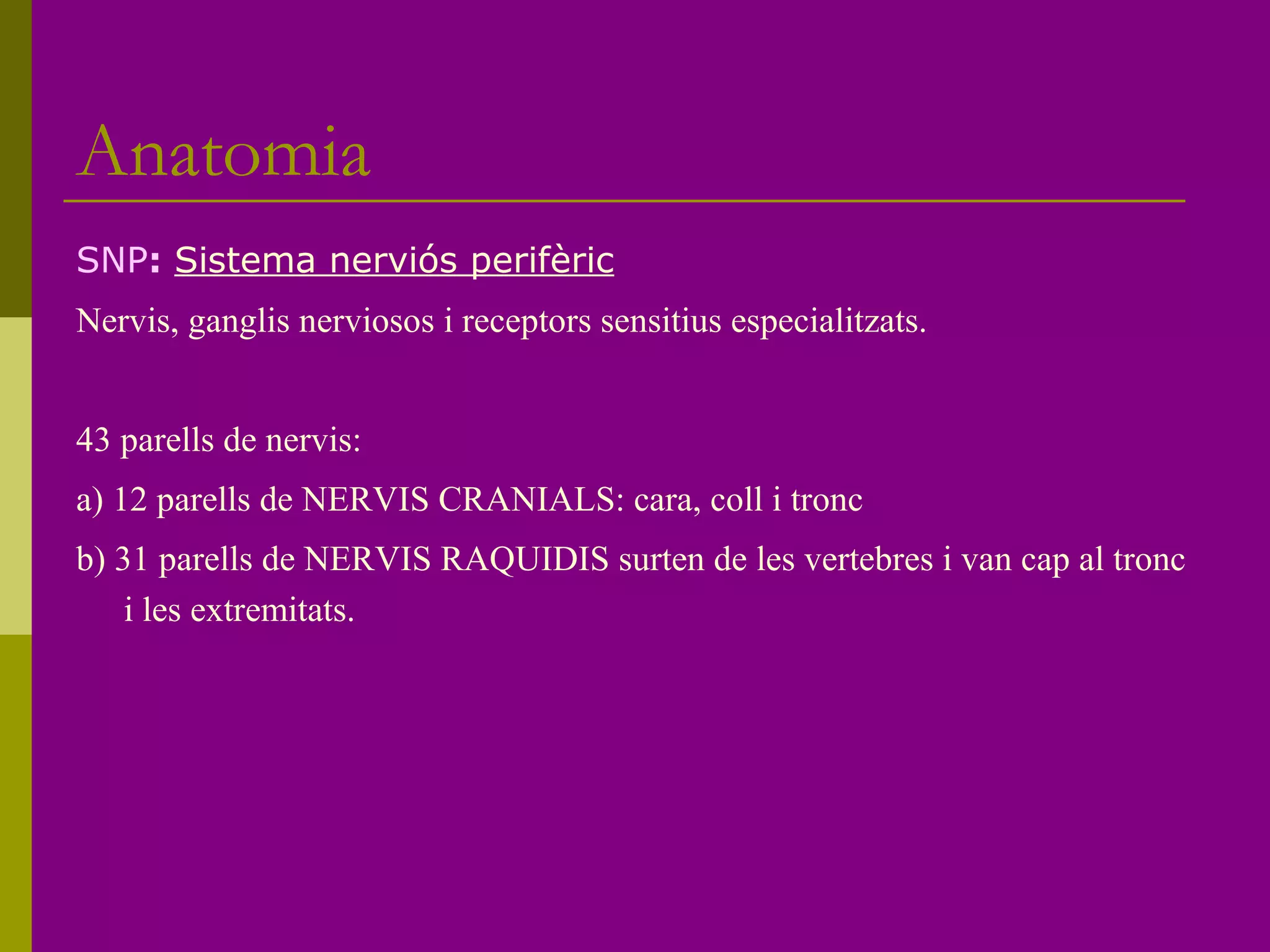 Anatomia
SNP: Sistema nerviós perifèric
Nervis, ganglis nerviosos i receptors sensitius especialitzats.
43 parells de nervis:
a) 12 parells de NERVIS CRANIALS: cara, coll i tronc
b) 31 parells de NERVIS RAQUIDIS surten de les vertebres i van cap al tronc
i les extremitats.
 