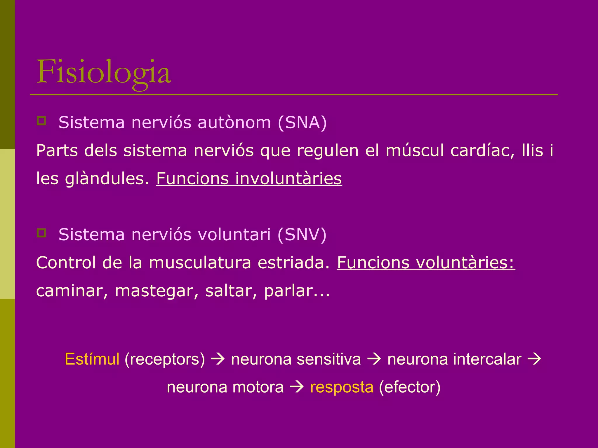 Fisiologia
 Sistema nerviós autònom (SNA)
Parts dels sistema nerviós que regulen el múscul cardíac, llis i
les glàndules. Funcions involuntàries
 Sistema nerviós voluntari (SNV)
Control de la musculatura estriada. Funcions voluntàries:
caminar, mastegar, saltar, parlar...
Estímul (receptors)  neurona sensitiva  neurona intercalar 
neurona motora  resposta (efector)
 