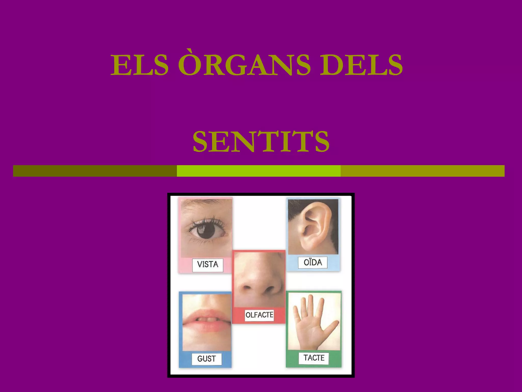 ELS ÒRGANS DELS
SENTITS
 