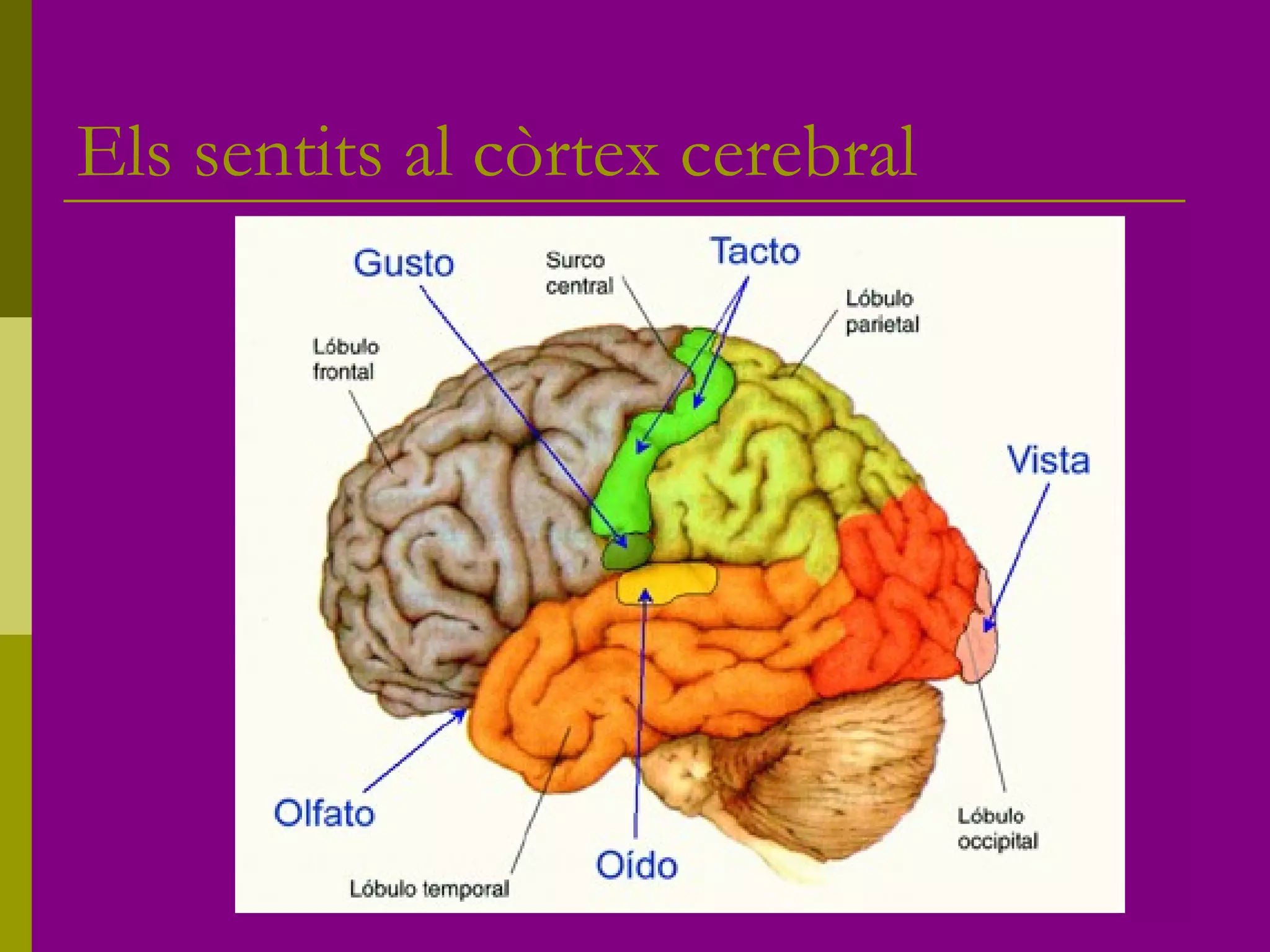Els sentits al còrtex cerebral
 