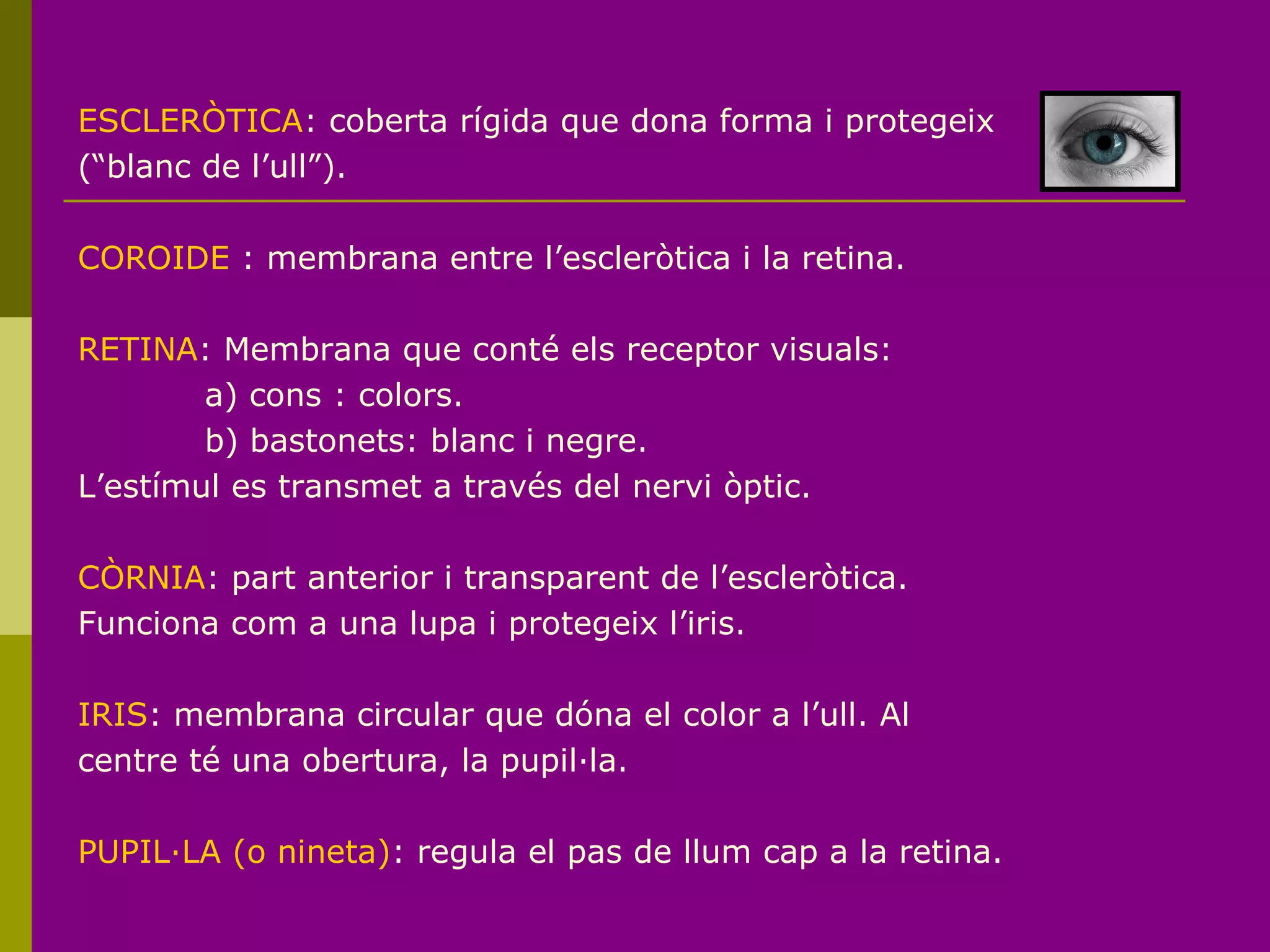 ESCLERÒTICA: coberta rígida que dona forma i protegeix
(“blanc de l’ull”).
COROIDE : membrana entre l’escleròtica i la retina.
RETINA: Membrana que conté els receptor visuals:
a) cons : colors.
b) bastonets: blanc i negre.
L’estímul es transmet a través del nervi òptic.
CÒRNIA: part anterior i transparent de l’escleròtica.
Funciona com a una lupa i protegeix l’iris.
IRIS: membrana circular que dóna el color a l’ull. Al
centre té una obertura, la pupil·la.
PUPIL·LA (o nineta): regula el pas de llum cap a la retina.
 