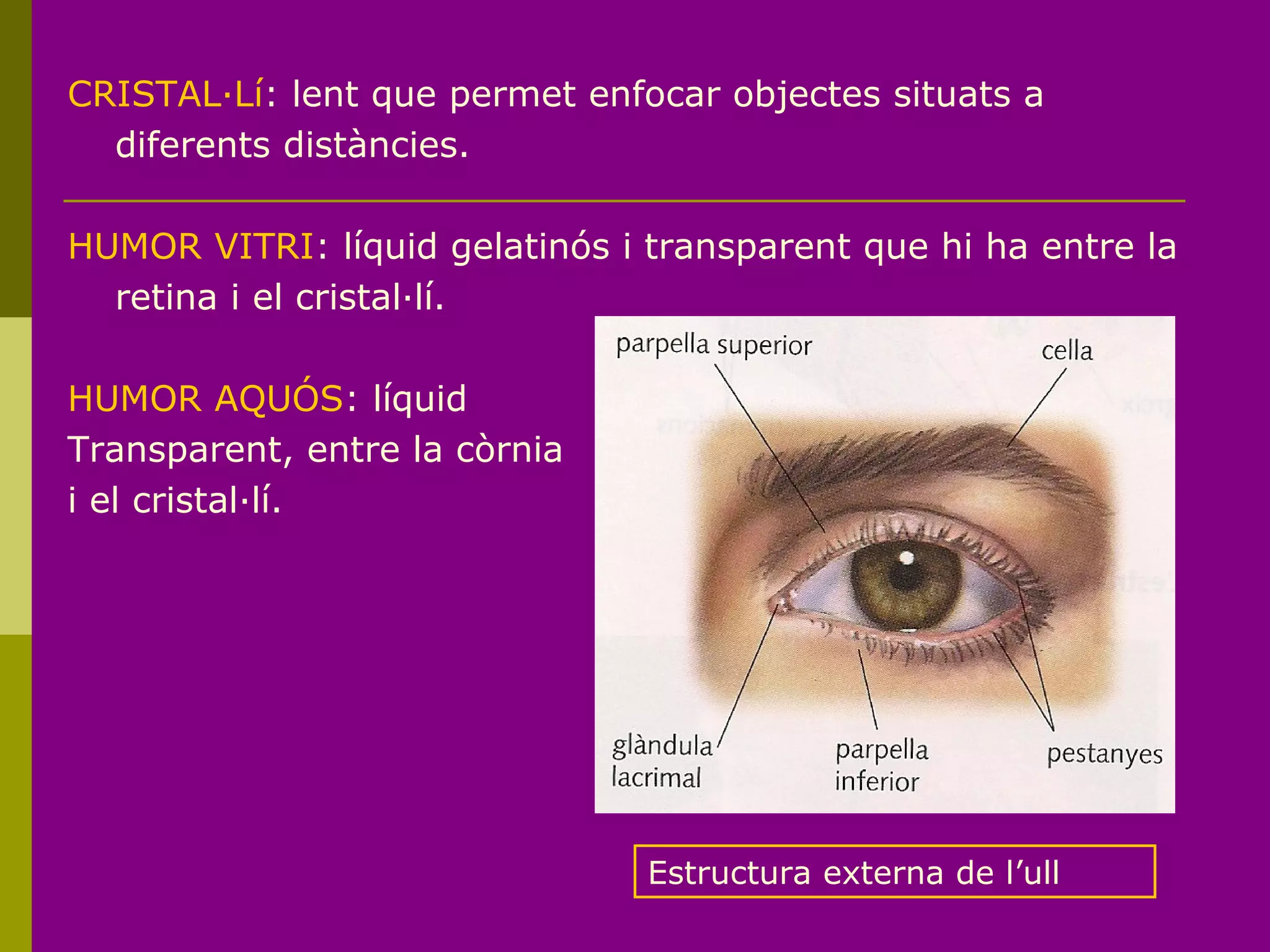 CRISTAL·Lí: lent que permet enfocar objectes situats a
diferents distàncies.
HUMOR VITRI: líquid gelatinós i transparent que hi ha entre la
retina i el cristal·lí.
HUMOR AQUÓS: líquid
Transparent, entre la còrnia
i el cristal·lí.
Estructura externa de l’ull
 