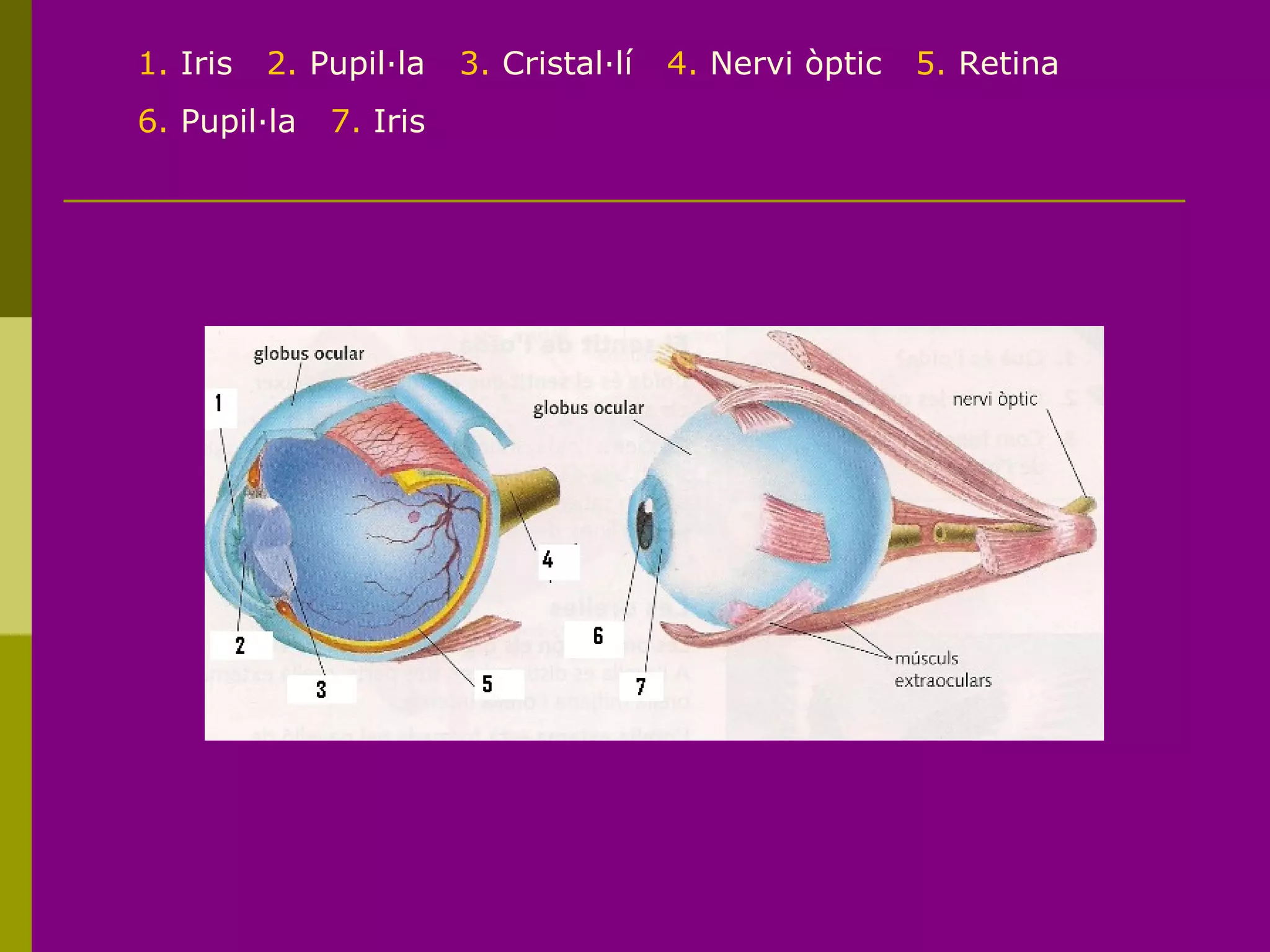 1. Iris 2. Pupil·la 3. Cristal·lí 4. Nervi òptic 5. Retina
6. Pupil·la 7. Iris
 