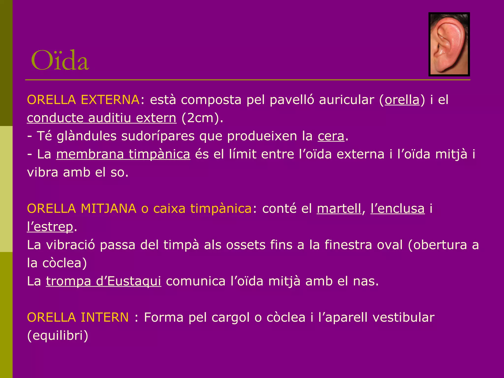 Oïda
ORELLA EXTERNA: està composta pel pavelló auricular (orella) i el
conducte auditiu extern (2cm).
- Té glàndules sudorípares que produeixen la cera.
- La membrana timpànica és el límit entre l’oïda externa i l’oïda mitjà i
vibra amb el so.
ORELLA MITJANA o caixa timpànica: conté el martell, l’enclusa i
l’estrep.
La vibració passa del timpà als ossets fins a la finestra oval (obertura a
la còclea)
La trompa d’Eustaqui comunica l’oïda mitjà amb el nas.
ORELLA INTERN : Forma pel cargol o còclea i l’aparell vestibular
(equilibri)
 