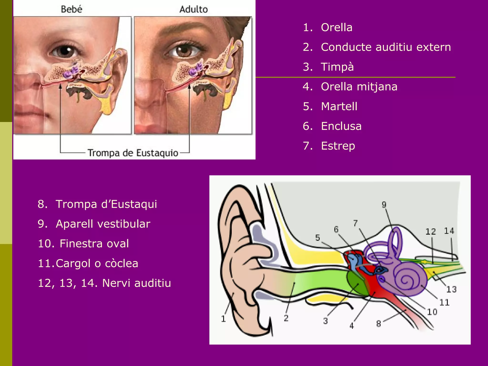 1. Orella
2. Conducte auditiu extern
3. Timpà
4. Orella mitjana
5. Martell
6. Enclusa
7. Estrep
8. Trompa d’Eustaqui
9. Aparell vestibular
10. Finestra oval
11.Cargol o còclea
12, 13, 14. Nervi auditiu
 