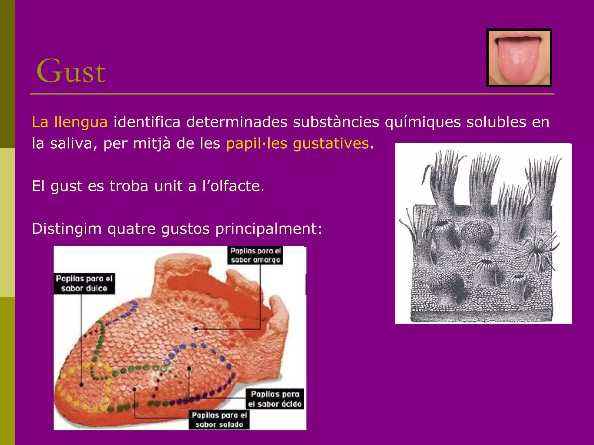 Gust
La llengua identifica determinades substàncies químiques solubles en
la saliva, per mitjà de les papil·les gustatives.
El gust es troba unit a l’olfacte.
Distingim quatre gustos principalment:
 