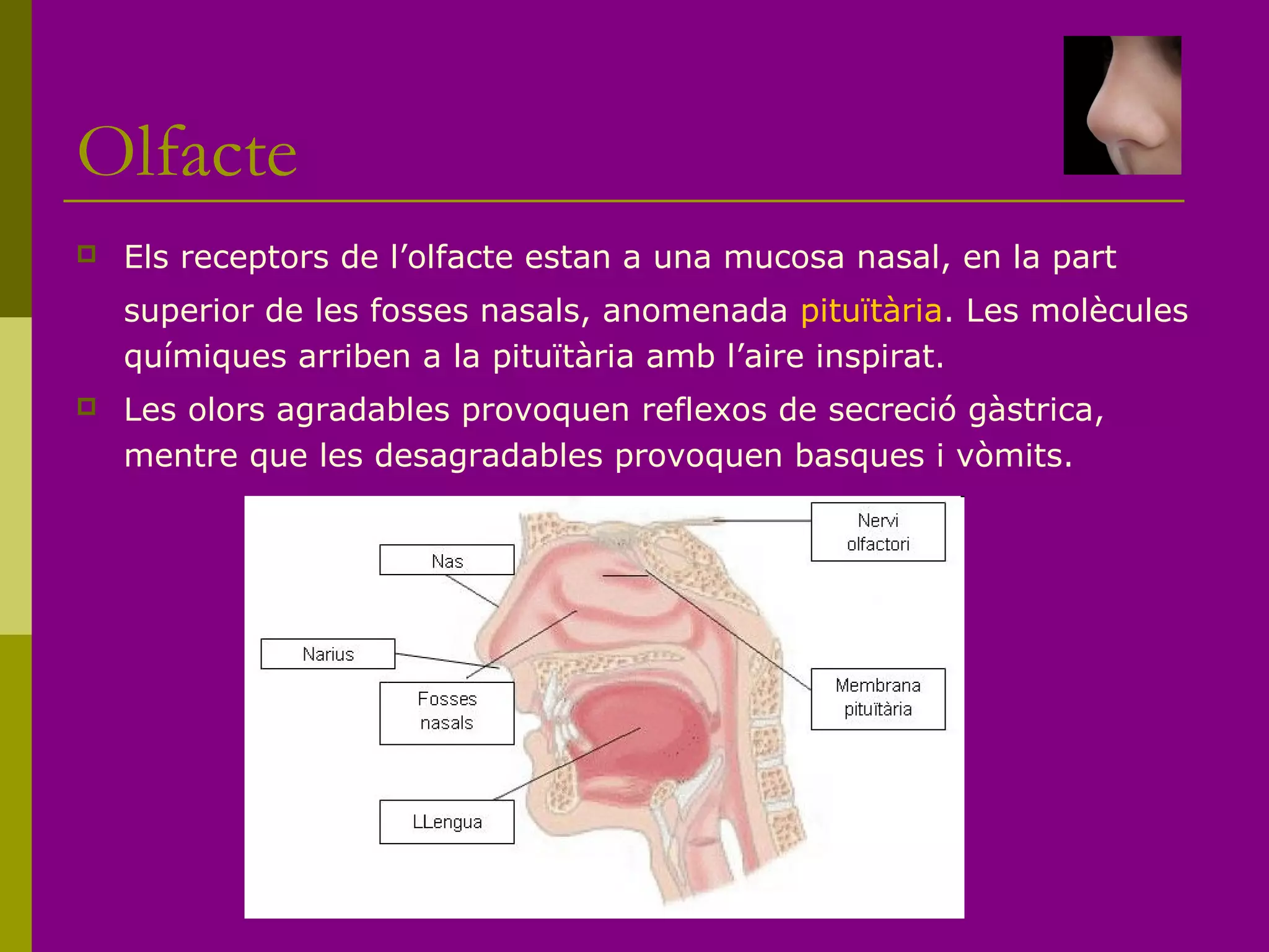 Olfacte
 Els receptors de l’olfacte estan a una mucosa nasal, en la part
superior de les fosses nasals, anomenada pituïtària. Les molècules
químiques arriben a la pituïtària amb l’aire inspirat.
 Les olors agradables provoquen reflexos de secreció gàstrica,
mentre que les desagradables provoquen basques i vòmits.
 