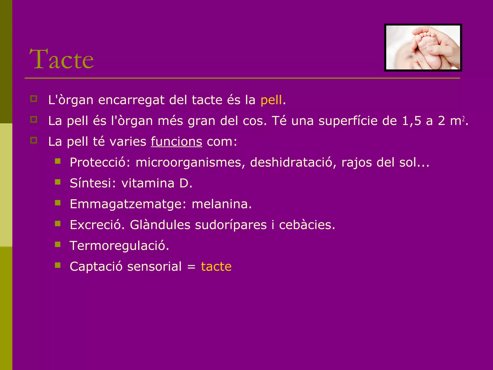 Tacte
 L'òrgan encarregat del tacte és la pell.
 La pell és l'òrgan més gran del cos. Té una superfície de 1,5 a 2 m2
.
 La pell té varies funcions com:
 Protecció: microorganismes, deshidratació, rajos del sol...
 Síntesi: vitamina D.
 Emmagatzematge: melanina.
 Excreció. Glàndules sudorípares i cebàcies.
 Termoregulació.
 Captació sensorial = tacte
 