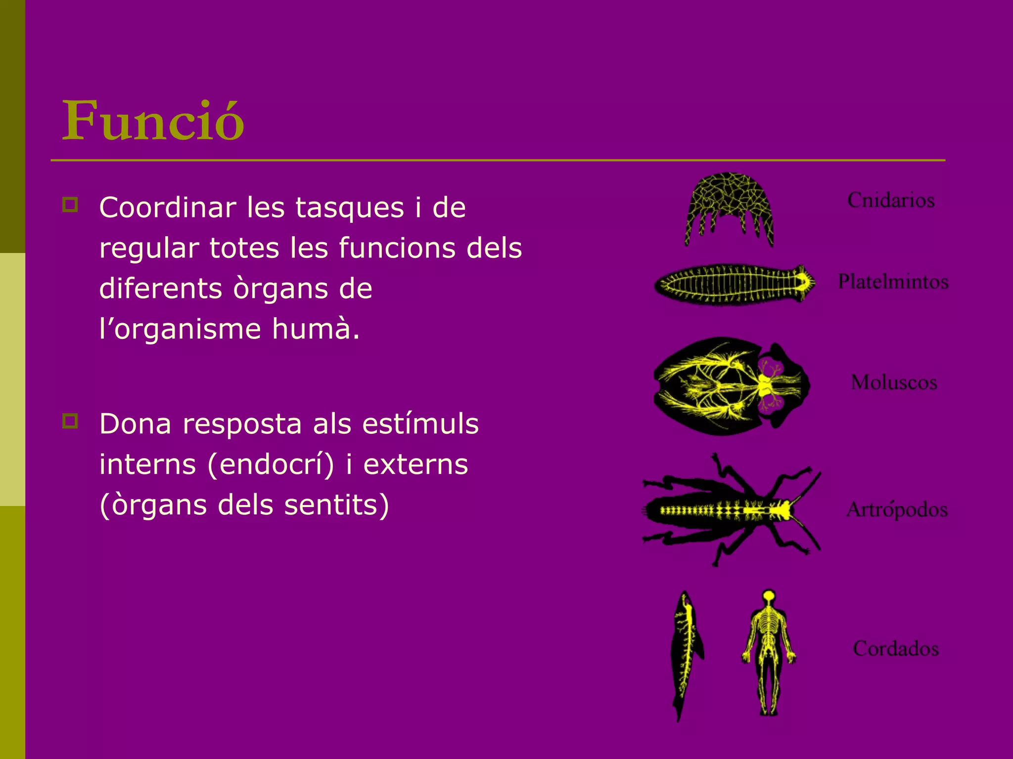 Funció
 Coordinar les tasques i de
regular totes les funcions dels
diferents òrgans de
l’organisme humà.
 Dona resposta als estímuls
interns (endocrí) i externs
(òrgans dels sentits)
 