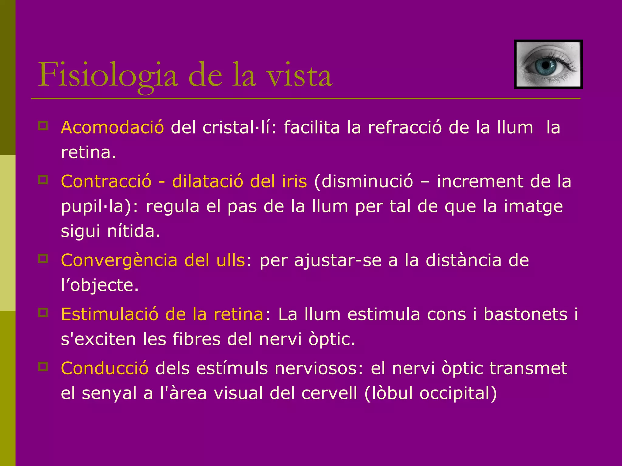 Fisiologia de la vista
 Acomodació del cristal·lí: facilita la refracció de la llum la
retina.
 Contracció - dilatació del iris (disminució – increment de la
pupil·la): regula el pas de la llum per tal de que la imatge
sigui nítida.
 Convergència del ulls: per ajustar-se a la distància de
l’objecte.
 Estimulació de la retina: La llum estimula cons i bastonets i
s'exciten les fibres del nervi òptic.
 Conducció dels estímuls nerviosos: el nervi òptic transmet
el senyal a l'àrea visual del cervell (lòbul occipital)
 