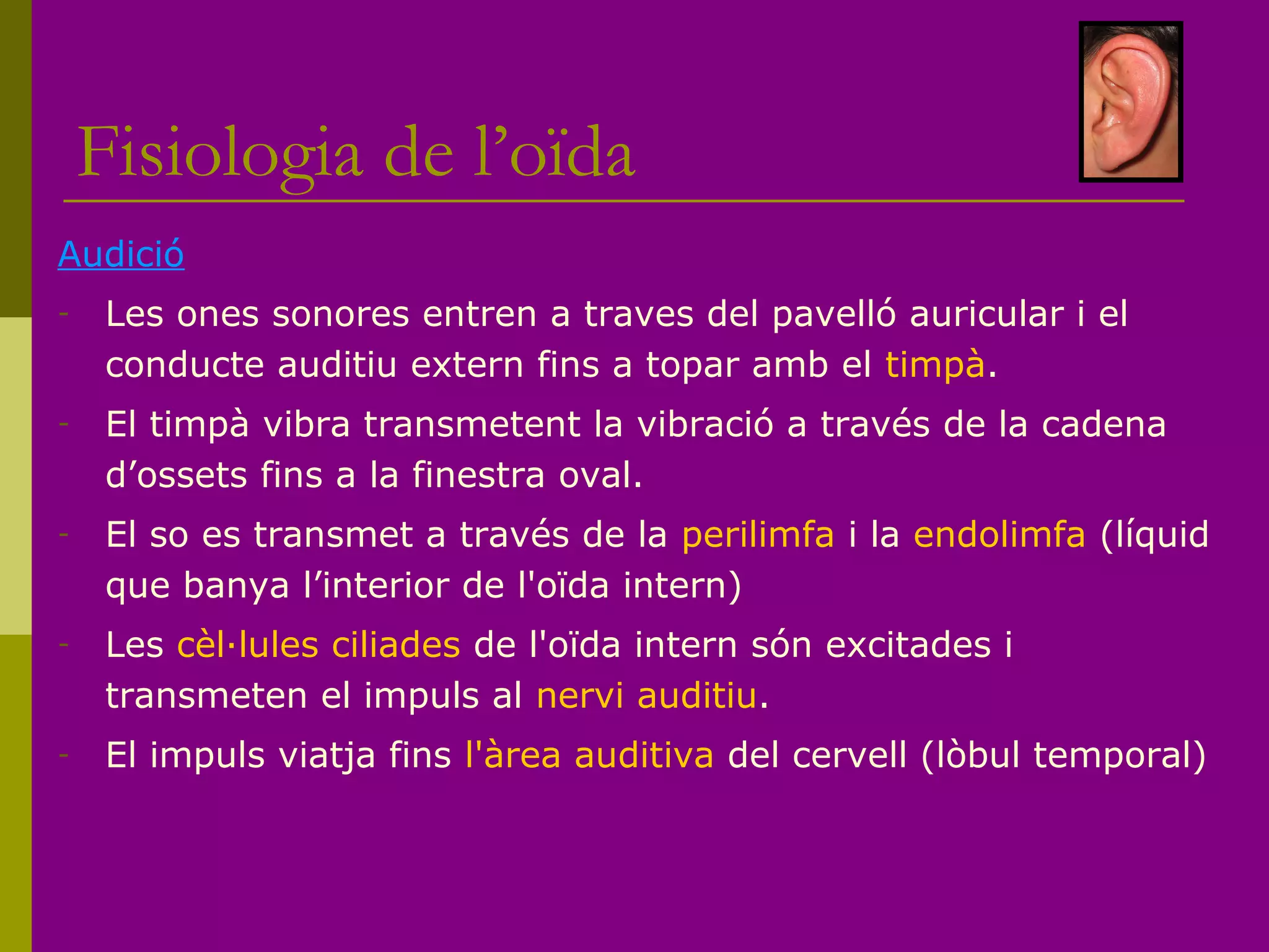 Fisiologia de l’oïda
Audició
- Les ones sonores entren a traves del pavelló auricular i el
conducte auditiu extern fins a topar amb el timpà.
- El timpà vibra transmetent la vibració a través de la cadena
d’ossets fins a la finestra oval.
- El so es transmet a través de la perilimfa i la endolimfa (líquid
que banya l’interior de l'oïda intern)
- Les cèl·lules ciliades de l'oïda intern són excitades i
transmeten el impuls al nervi auditiu.
- El impuls viatja fins l'àrea auditiva del cervell (lòbul temporal)
 