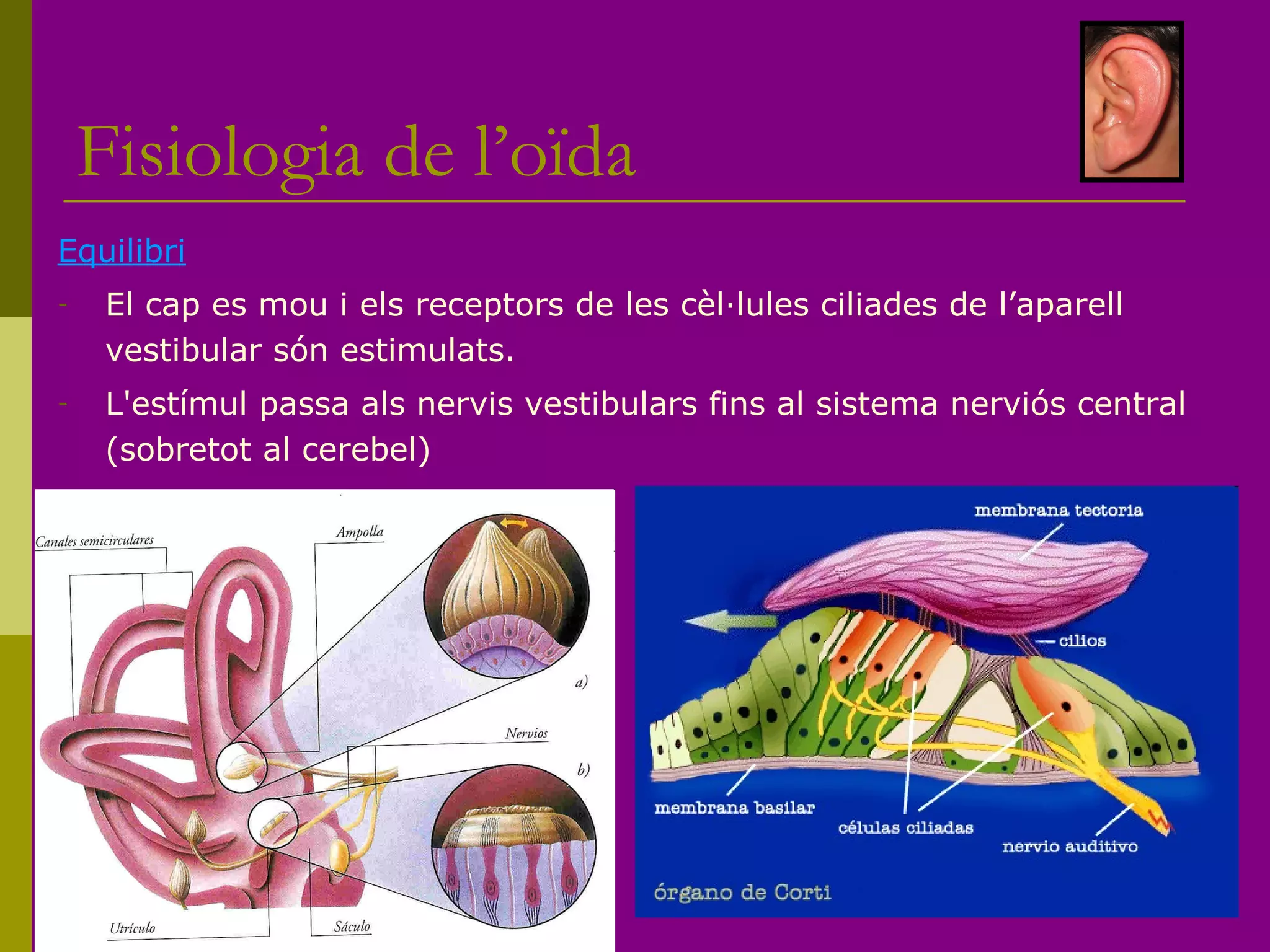 Fisiologia de l’oïda
Equilibri
- El cap es mou i els receptors de les cèl·lules ciliades de l’aparell
vestibular són estimulats.
- L'estímul passa als nervis vestibulars fins al sistema nerviós central
(sobretot al cerebel)
 