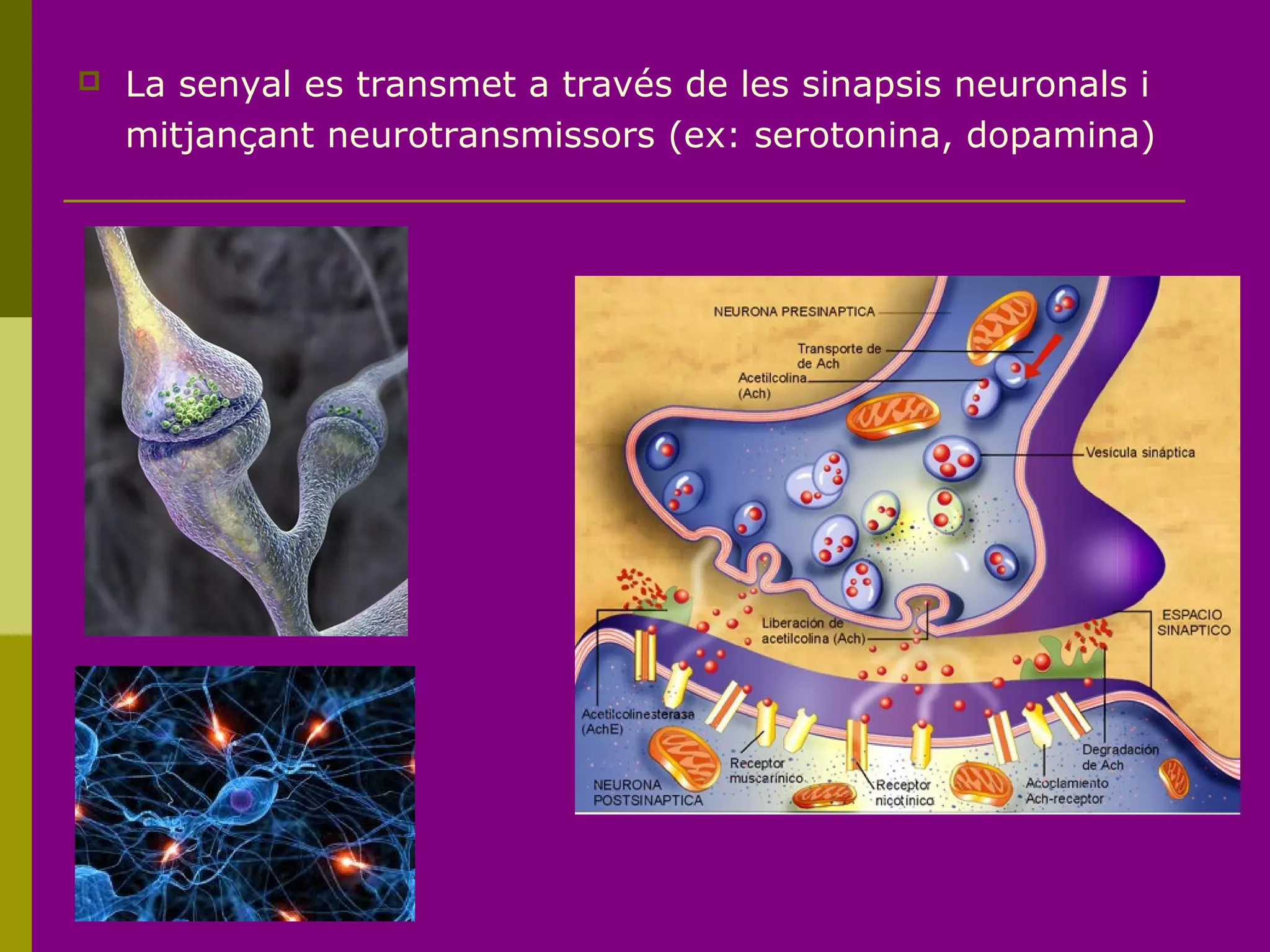  La senyal es transmet a través de les sinapsis neuronals i
mitjançant neurotransmissors (ex: serotonina, dopamina)
 