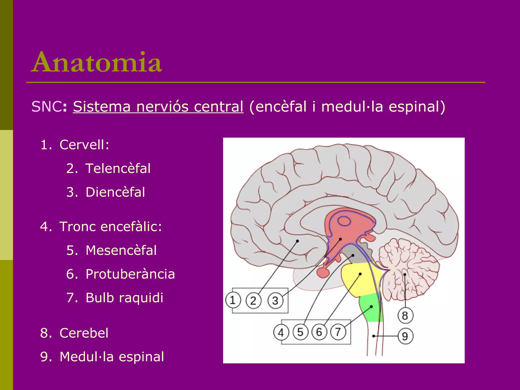 Anatomia
SNC: Sistema nerviós central (encèfal i medul·la espinal)
1. Cervell:
2. Telencèfal
3. Diencèfal
4. Tronc encefàlic:
5. Mesencèfal
6. Protuberància
7. Bulb raquidi
8. Cerebel
9. Medul·la espinal
 