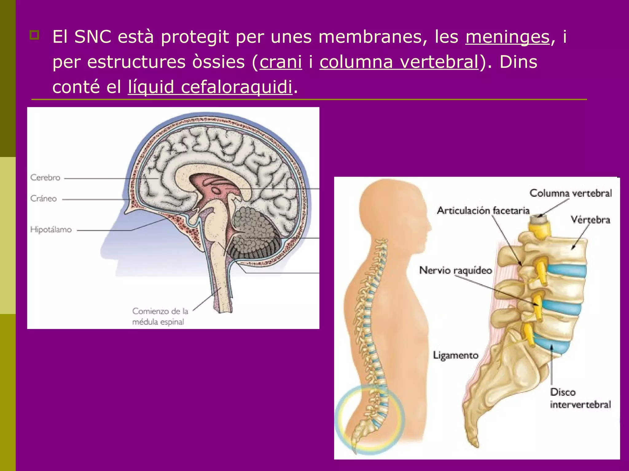  El SNC està protegit per unes membranes, les meninges, i
per estructures òssies (crani i columna vertebral). Dins
conté el líquid cefaloraquidi.
 