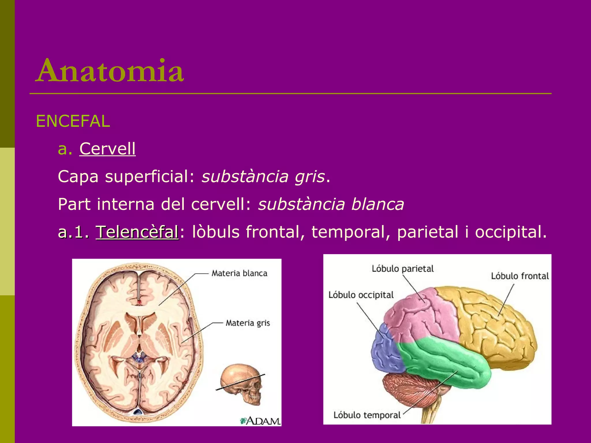 Anatomia
ENCEFAL
a. Cervell
Capa superficial: substància gris.
Part interna del cervell: substància blanca
a.1.a.1. TelencèfalTelencèfal: lòbuls frontal, temporal, parietal i occipital.
 