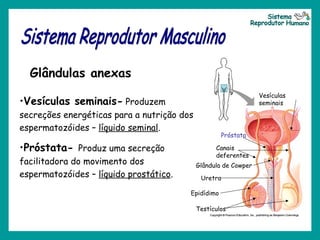 •Vesículas seminais- Produzem
secreções energéticas para a nutrição dos
espermatozóides – líquido seminal.
•Próstata- Produz uma secreção
facilitadora do movimento dos
espermatozóides – líquido prostático.
Glândulas anexas
Testículos
Epidídimo
Canais
deferentes
Uretra
Próstata
Vesículas
seminais
Glândula de Cowper
 