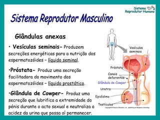 • Vesículas seminais- Produzem
secreções energéticas para a nutrição dos
espermatozóides – líquido seminal.
•Próstata- Produz uma secreção
facilitadora do movimento dos
espermatozóides – líquido prostático.
•Glândula de Cowper- Produz uma
secreção que lubrifica a extremidade do
pénis durante o acto sexual e neutraliza a
acidez da urina que possa aí permanecer.
Glândulas anexas
Testículos
Epidídimo
Canais
deferentes
Uretra
Próstata
Vesículas
seminais
Glândula de Cowper
 