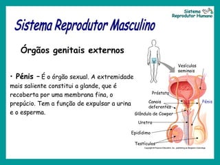 • Pénis – É o órgão sexual. A extremidade
mais saliente constitui a glande, que é
recoberta por uma membrana fina, o
prepúcio. Tem a função de expulsar a urina
e o esperma.
Órgãos genitais externos
Testículos
Epidídimo
Canais
deferentes
Uretra
Próstata
Vesículas
seminais
Glândula de Cowper
Pénis
 
