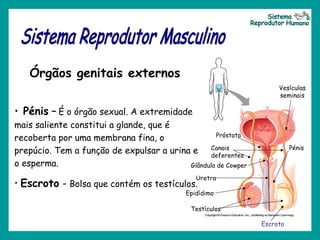 • Pénis – É o órgão sexual. A extremidade
mais saliente constitui a glande, que é
recoberta por uma membrana fina, o
prepúcio. Tem a função de expulsar a urina e
o esperma.
• Escroto - Bolsa que contém os testículos.
Órgãos genitais externos
Testículos
Epidídimo
Canais
deferentes
Uretra
Próstata
Vesículas
seminais
Glândula de Cowper
Pénis
Escroto
 