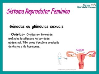 Gónadas ou glândulas sexuais
Ovários
• Ovários- Órgãos em forma de
amêndoa localizados na cavidade
abdominal. Têm como função a produção
de óvulos e de hormonas.
 