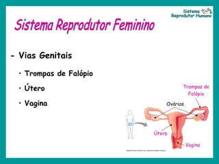 - Vias Genitais
• Trompas de Falópio
• Útero
• Vagina Ovários
Trompas de
Falópio
Útero
Vagina
 