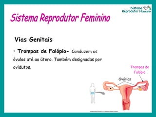 Vias Genitais
Ovários
Trompas de
Falópio
• Trompas de Falópio- Conduzem os
óvulos até ao útero. Também designadas por
ovidutos.
 