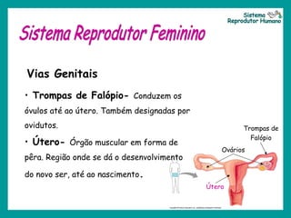 Vias Genitais
Trompas de
Falópio
Útero
• Trompas de Falópio- Conduzem os
óvulos até ao útero. Também designadas por
ovidutos.
• Útero- Órgão muscular em forma de
pêra. Região onde se dá o desenvolvimento
do novo ser, até ao nascimento.
Ovários
 