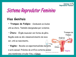 Ovários
Trompas de
Falópio
Útero
Vagina
Vias Genitais
• Trompas de Falópio- Conduzem os óvulos
até ao útero. Também designadas por ovidutos.
• Útero- Órgão muscular em forma de pêra.
Região onde se dá o desenvolvimento do novo
ser, até ao nascimento.
• Vagina- Recebe os espermatozóides durante
o acto sexual. Próximo do orifício externo possui
uma membrana circular fina, o hímen.
 