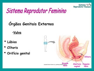 Órgãos Genitais Externos
•Vulva
* Lábios
* Clítoris
* Orifício genital
Grande
lábio
Abertura
vaginal
Pequeno
lábio
Clítoris
 