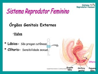Grande
lábio
Orifício
genital
Pequeno
lábio
Clítoris
Órgãos Genitais Externos
•Vulva
* Lábios- São pregas cutâneas.
* Clítoris- Sensibilidade sexual.
 
