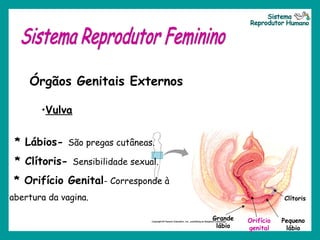 Grande
lábio
Orifício
genital
Pequeno
lábio
Clítoris
Órgãos Genitais Externos
•Vulva
* Lábios- São pregas cutâneas.
* Clítoris- Sensibilidade sexual.
* Orifício Genital- Corresponde à
abertura da vagina.
 