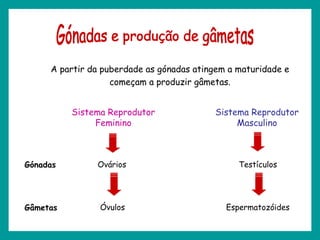 A partir da puberdade as gónadas atingem a maturidade e
começam a produzir gâmetas.
Sistema Reprodutor
Feminino
Ovários
Óvulos
Sistema Reprodutor
Masculino
Testículos
Espermatozóides
Gónadas
Gâmetas
 