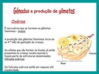 Ovários
É nos ovários que se formam os gâmetas
femininos – óvulos.
A produção dos gâmetas femininos inicia-se
no 4.º mês de gestação da criança.
As células que vão formar os óvulos já estão
presentes na criança recém-nascida e
fazem parte de estruturas denominadas
folículos ováricos.
Os folículos ováricos estão em repouso até
à puberdade.
Folículo
Óvulo
 
