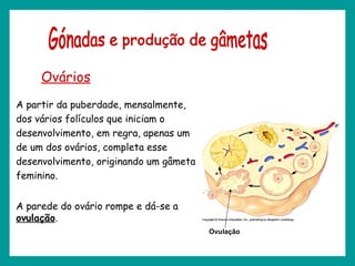 A partir da puberdade, mensalmente,
dos vários folículos que iniciam o
desenvolvimento, em regra, apenas um
de um dos ovários, completa esse
desenvolvimento, originando um gâmeta
feminino.
A parede do ovário rompe e dá-se a
ovulação.
Ovários
Ovulação
 