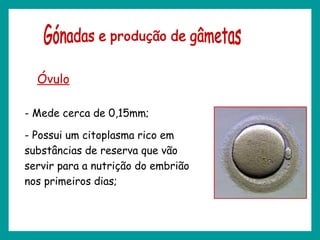 Óvulo
- Mede cerca de 0,15mm;
- Possui um citoplasma rico em
substâncias de reserva que vão
servir para a nutrição do embrião
nos primeiros dias;
 