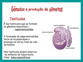 Testículos
É nos testículos que se formam
os gâmetas masculinos –
- espermatozóides.
A formação de espermatozóides
inicia-se na puberdade e
prolonga-se até ao final da vida
do homem.
Nos testículos podem observar-
-se milhares de tubos muito
finos- tubos seminíferos.
 