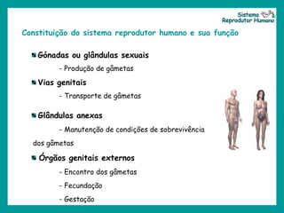 Constituição do sistema reprodutor humano e sua função
Gónadas ou glândulas sexuais
- Produção de gâmetas
Vias genitais
- Transporte de gâmetas
Glândulas anexas
- Manutenção de condições de sobrevivência
dos gâmetas
Órgãos genitais externos
- Encontro dos gâmetas
- Fecundação
- Gestação
 