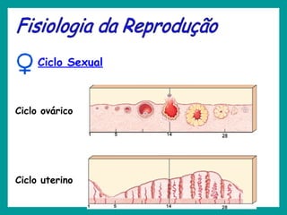 Ciclo Sexual
Ciclo uterino
Ciclo ovárico
 