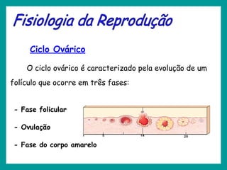 Ciclo Ovárico
O ciclo ovárico é caracterizado pela evolução de um
folículo que ocorre em três fases:
- Fase folicular
- Ovulação
- Fase do corpo amarelo
 