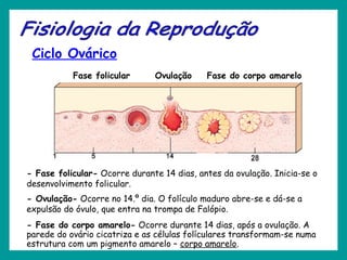 Ciclo Ovárico
- Fase folicular- Ocorre durante 14 dias, antes da ovulação. Inicia-se o
desenvolvimento folicular.
- Ovulação- Ocorre no 14.º dia. O folículo maduro abre-se e dá-se a
expulsão do óvulo, que entra na trompa de Falópio.
- Fase do corpo amarelo- Ocorre durante 14 dias, após a ovulação. A
parede do ovário cicatriza e as células folículares transformam-se numa
estrutura com um pigmento amarelo – corpo amarelo.
Fase folicular Ovulação Fase do corpo amarelo
 