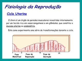 Ciclo Uterino
O útero é um órgão de paredes musculares revestidas internamente
por um tecido rico em vasos sanguíneos e em glândulas, que constitui a
mucosa uterina ou endométrio.
Esta zona experimenta uma série de transformações durante o ciclo.
Fase
Menstrual
Fase de
Reparação
Fase de
Secreção
 