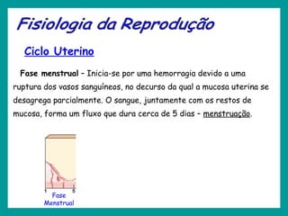 Ciclo Uterino
Fase menstrual – Inicia-se por uma hemorragia devido a uma
ruptura dos vasos sanguíneos, no decurso da qual a mucosa uterina se
desagrega parcialmente. O sangue, juntamente com os restos de
mucosa, forma um fluxo que dura cerca de 5 dias – menstruação.
Fase
Menstrual
 