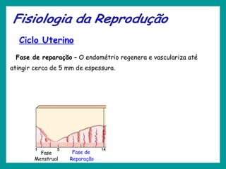 Ciclo Uterino
Fase de reparação – O endométrio regenera e vasculariza até
atingir cerca de 5 mm de espessura.
Fase de
Reparação
Fase
Menstrual
 
