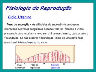 Ciclo Uterino
Fase de secreção – As glândulas do endométrio produzem
secreções. Os vasos sanguíneos desenvolvem-se, ficando o útero
preparado para receber o novo ser até ao nascimento, caso ocorra a
fecundação. Se não ocorrer fecundação, inicia-se uma nova fase
menstrual, iniciando-se outro ciclo.
Fase de
Secreção
Fase de
Reparação
Fase
Menstrual
 