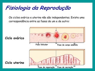 Ciclo uterino
Ciclo ovárico
Os ciclos ovárico e uterino não são independentes. Existe uma
correspondência entre as fases de um e de outro:
Fase folicular
Fase de reparação Fase de secreção
Fase do corpo amarelo
 