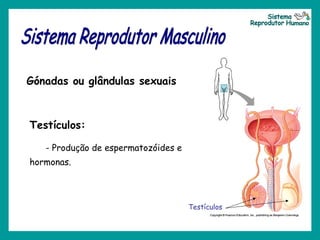 Gónadas ou glândulas sexuais
Testículos:
- Produção de espermatozóides e
hormonas.
Testículos
 