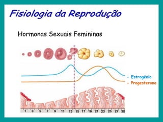 Hormonas Sexuais Femininas
- Progesterona
- Estrogénio
 