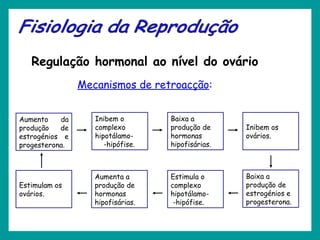 Regulação hormonal ao nível do ovário
Mecanismos de retroacção:
Aumento da
produção de
estrogénios e
progesterona.
Inibem o
complexo
hipotálamo-
-hipófise.
Baixa a
produção de
hormonas
hipofisárias.
Inibem os
ovários.
Baixa a
produção de
estrogénios e
progesterona.
Estimula o
complexo
hipotálamo-
-hipófise.
Aumenta a
produção de
hormonas
hipofisárias.
Estimulam os
ovários.
 